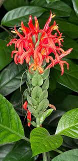 Acanthaceae
