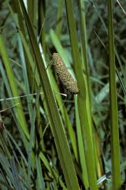 Acoraceae