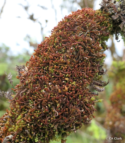 Adelanthaceae