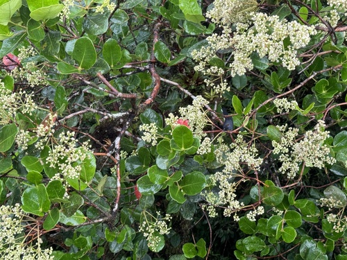 Alzateaceae example - Alzatea verticillata foliage and stipules