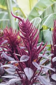 Amaranthaceae example - Amaranthus species inflorescence