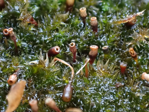 Amblystegiaceae