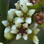 Amphorogynaceae example - Daenikera species