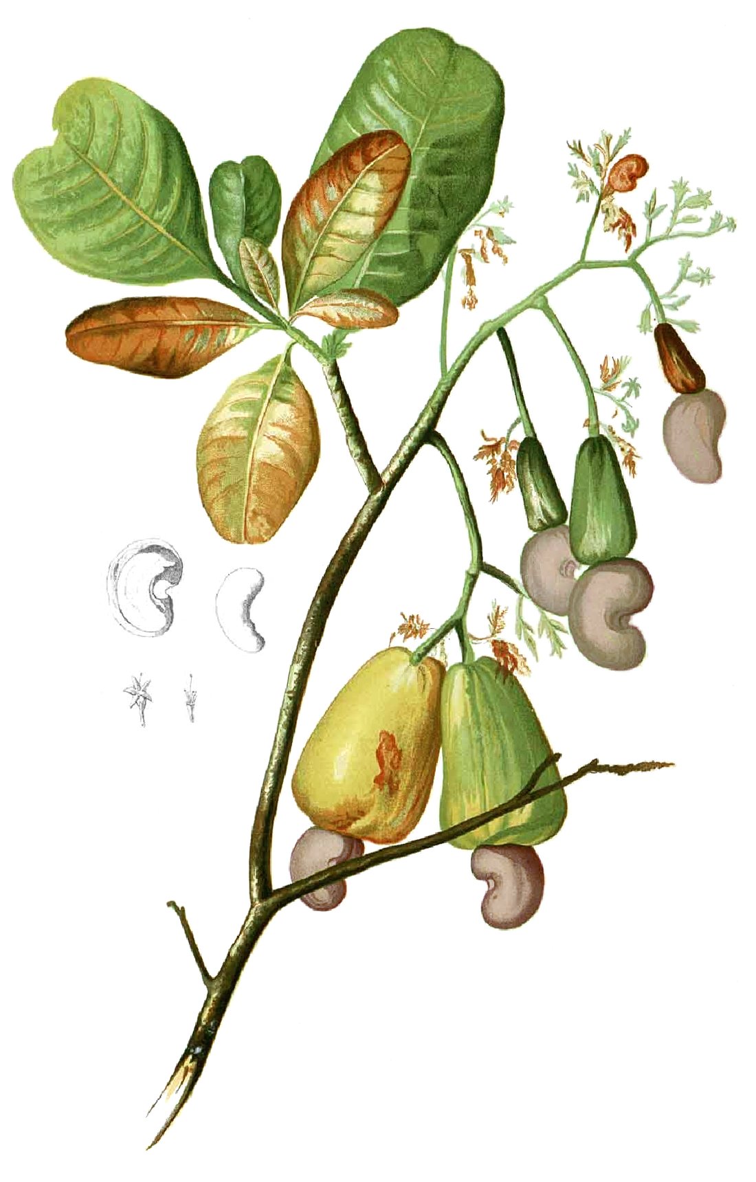Anacardiaceae