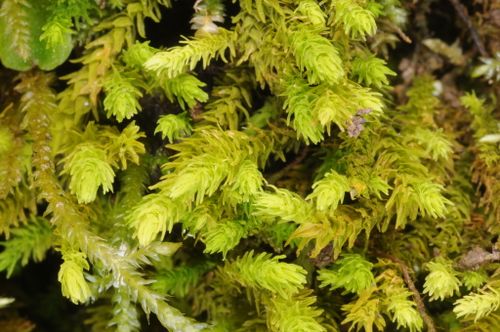 Anomodontaceae