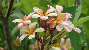 Apocynaceae example - Asclepias syriaca (Common Milkweed)
