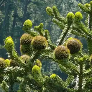 Araucariaceae examples - Araucaria and Agathis foliage/cones