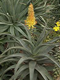 Asphodelaceae
