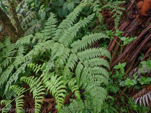 Athyriaceae example - Athyrium filix-femina (Lady Fern)