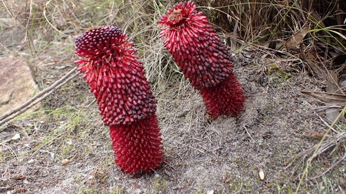 Balanophoraceae