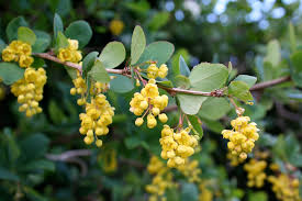 Berberidaceae example - Berberis aquifolium (Oregon Grape)