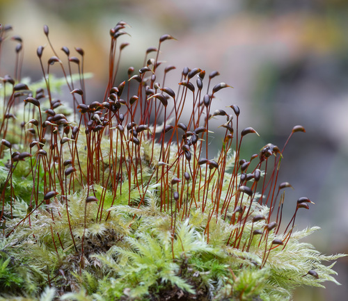 Brachytheciaceae example - Brachythecium rutabulum showing mat growth habit