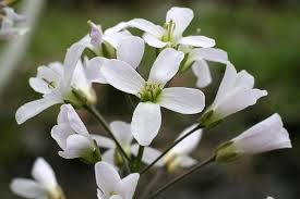 Brassicaceae