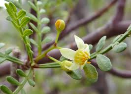 Burseraceae