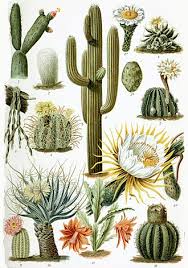 Cactaceae example - Opuntia species (Prickly Pear)