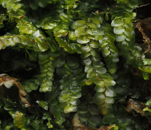 Calypogeiaceae