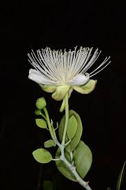 Capparaceae example - Caper bush flower