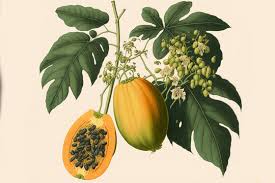 Caricaceae example - Carica papaya tree showing habit and fruit