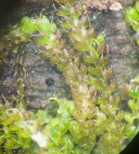 Cephaloziaceae