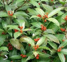 Chloranthaceae (Chloranthus Family) - Plant Families Explorer
