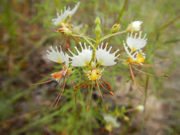 Cleomaceae
