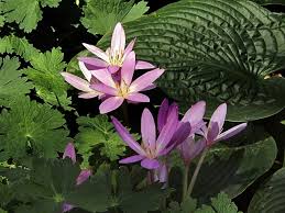 Colchicaceae