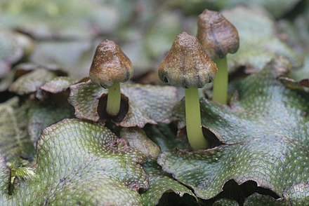 Conocephalaceae