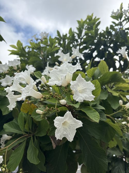Cordiaceae example - Cordia sebestena (Geiger Tree)