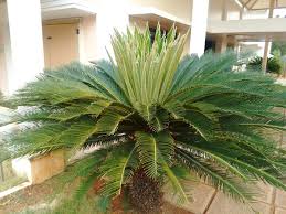 Cycadaceae