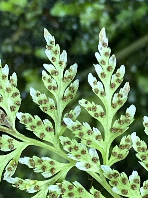 Cystopteridaceae example - Cystopteris fragilis (Fragile Fern)