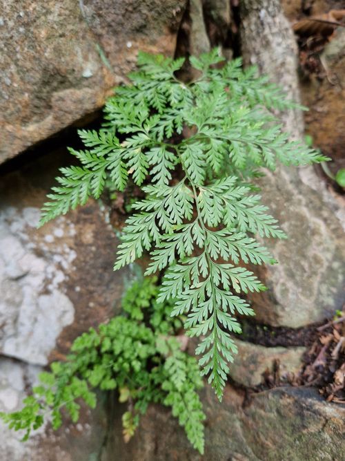 Davalliaceae example - Davallia fejeensis