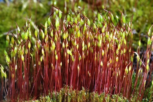 Ditrichaceae example - Ceratodon purpureus