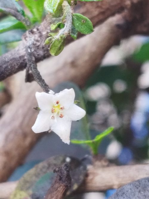 Ehretiaceae example - Ehretia acuminata (Koda Tree)