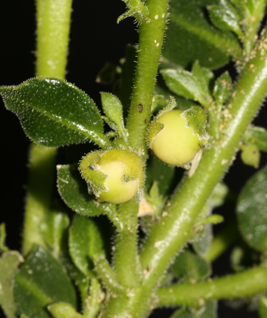 Calceolate Emblingiaceae - Plant Families Explorer