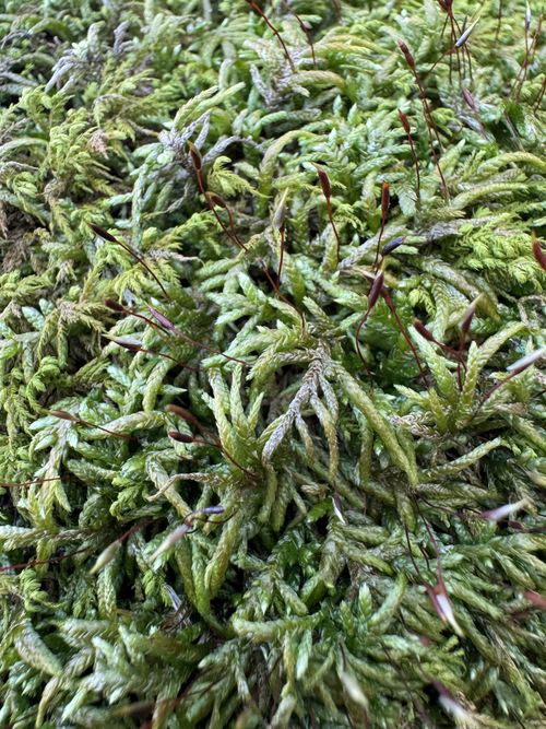 Entodontaceae