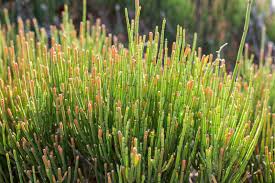 Ephedraceae
