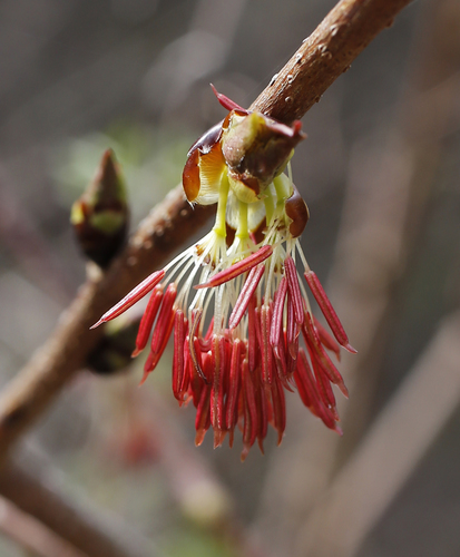 Eupteleaceae example - Euptelea
