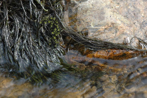 Fontinalaceae