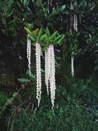 Garryaceae example - Garrya elliptica
