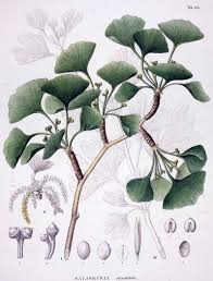 Ginkgoaceae example - Ginkgo biloba leaves