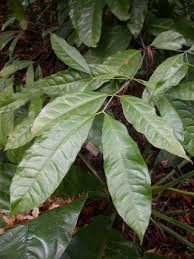 Gnetaceae