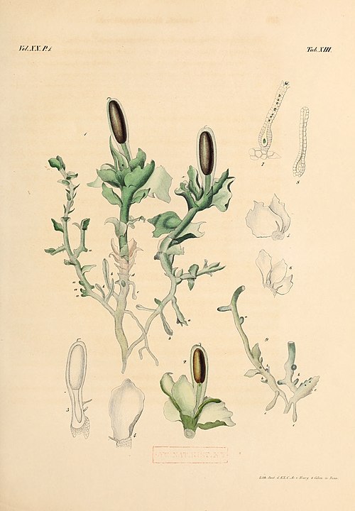 Haplomitriaceae