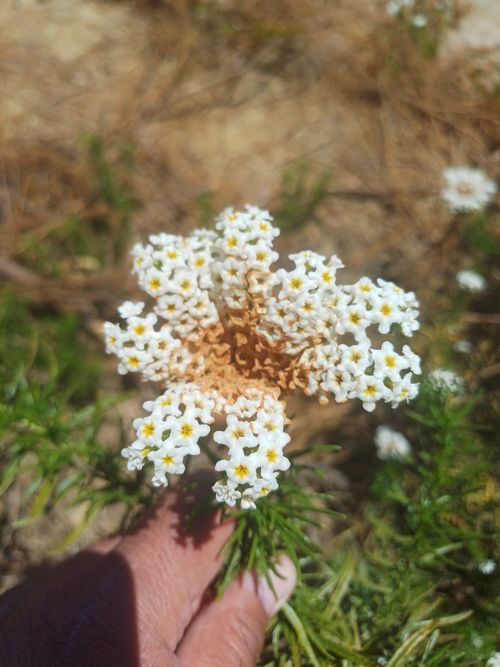 Heliotropiaceae example - Heliotropium arborescens (Garden Heliotrope)