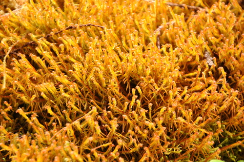 Herbertaceae
