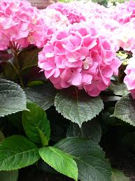 Hydrangeaceae