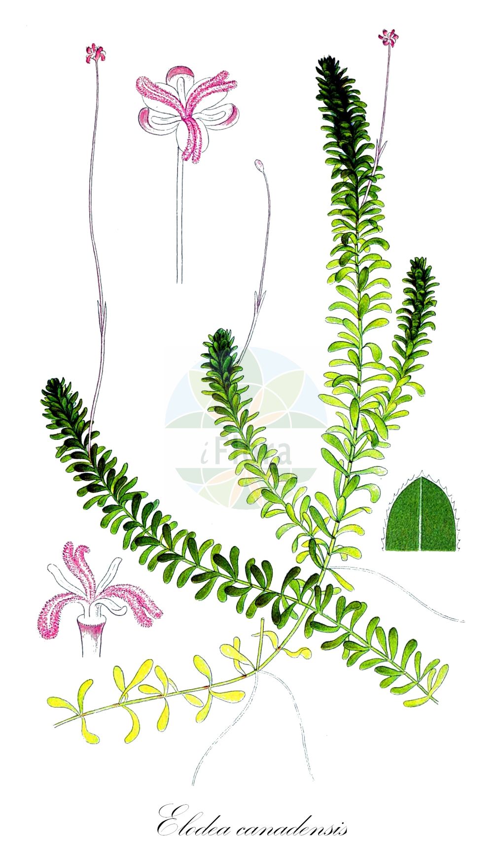 Hydrocharitaceae
