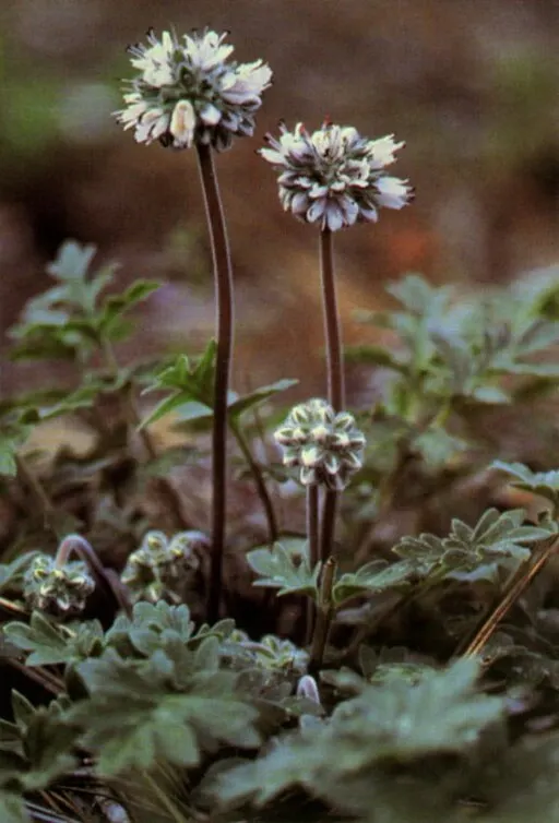 Hydrophyllaceae example - Phacelia tanacetifolia (Lacy Phacelia)