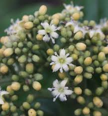 Icacinaceae example - Icacina senegalensis