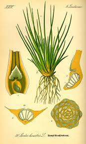 Isoetaceae