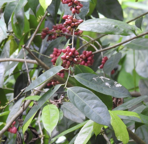 Lacistemataceae example - Lacistema aggregatum inflorescence